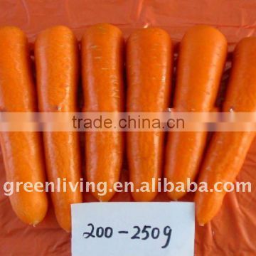 2014 new crop red carrot with shiny color