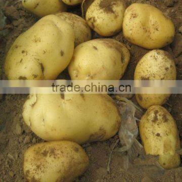 New Crop Chinese Fresh Potato