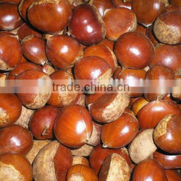 Chinese Chestnut