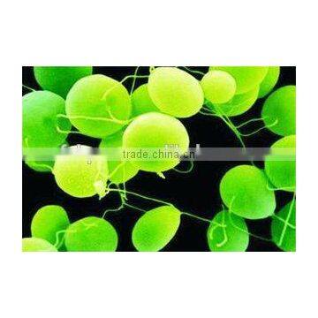 Manufacturer Supply 100% Natural Organic Chlorella Powder/Tablet photo-2