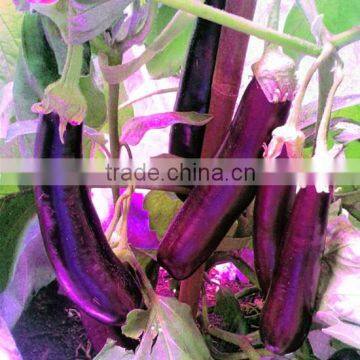 Hydrophonic Agriculture Marshydro Reflector 48 Full Spectrum LED Grow Light for Indoor Plant Commercial Greenhouse