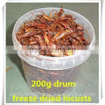 Drum (200g) Freeze Dried Locusts ;Freeze Dried Locusts For Pet Bird