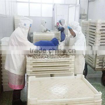 Frozen Cooked Baby Clam Size 31-40 photo-3