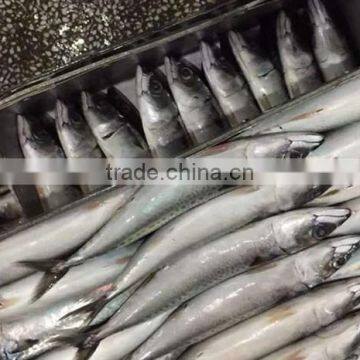 Frozen Mackerel Pacific/Atlantic/Horse Fish