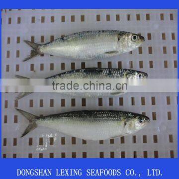 good quality sea frozen sardine fish