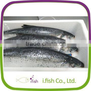 Atlantic Salmon