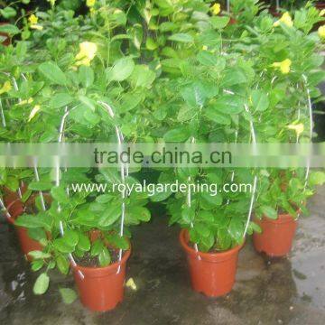 Allamanda Cathartica photo-2