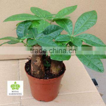 Pachira aquatica 3 pcs in one pot