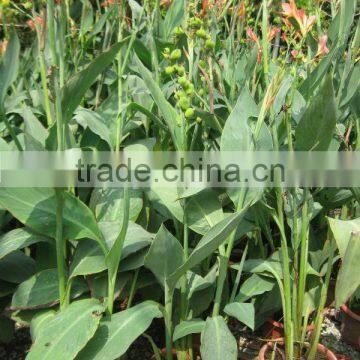 canna lily shrub trees