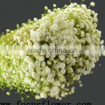 High Quality Export Fresh Cut Flowers Gypsophila Babybreath for Wedding Decoration From China