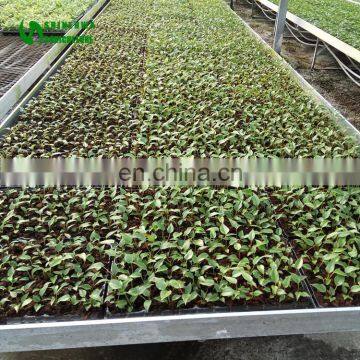 High Quality Mango Nursery Greenhouse Nursery System