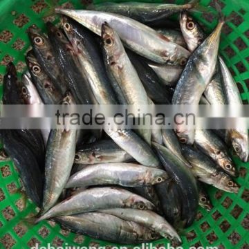 China seafood of Round Scad with size 7 - 8 pcs / kg