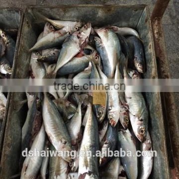 Frozen Seafood B grade Horse Mackerel Fish To Supply