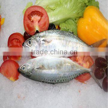 Best Quality Wholesale Frozen Indian Fish Mackerel Prices