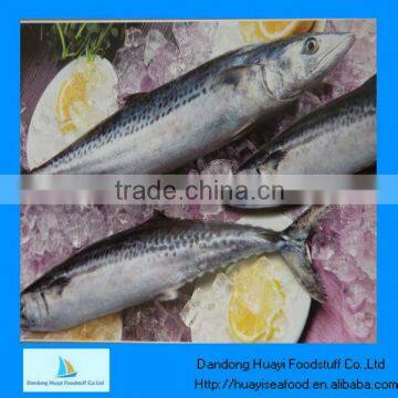 best frozen pacific mackerel fish
