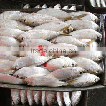 Dotted gizzard shad