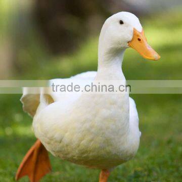 Duck slaughter house Mobile Poultry Slaughterhouse Poultry slaughter equipment Farm Machinery chicken duck bird