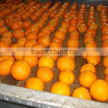 FRESH Valencia ORANGE