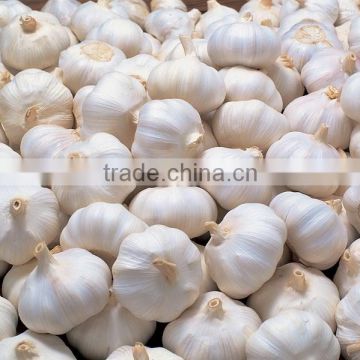 High Quality Fresh Garlic for sale