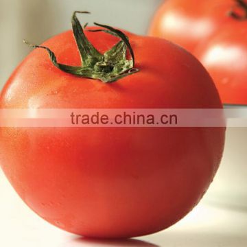 Zhenjiang high quality Instant spray dried tomato powder for meat