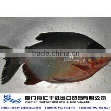 2014 fresh fish frozen from China