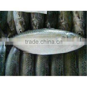 High quality ice fish indian mackerel origin