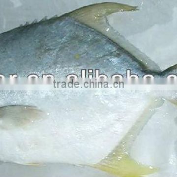 frozen golden pompano