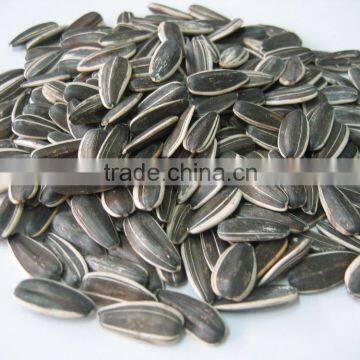 Hot Sale 5009 Big Size Sunflower Seeds