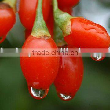 GMP 100% Natural & High Quality organic dried goji berry From China Sino BNP