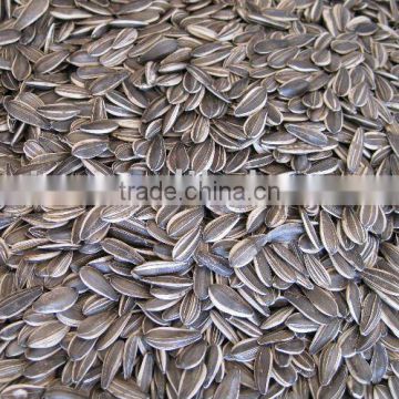 Sunflower Seeds