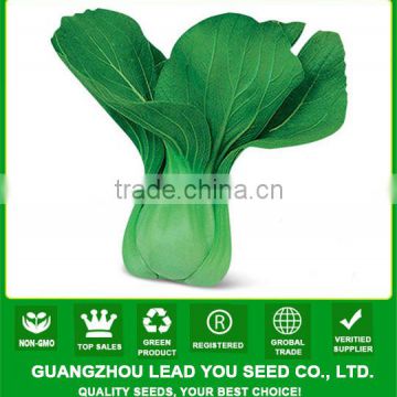 PK11 Huaguan very ealry maturity f1 hybrid pakchoi seeds, hybrid rape seeds