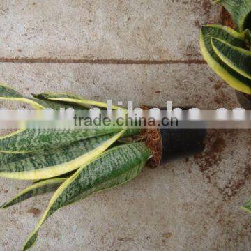 Sansevieria trifasciata