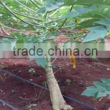 China pawpaw tree irrigation for orchard