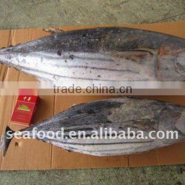 frozen Skipjack tuna fish