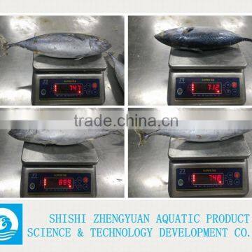 Frozen Bonito Frozen Tuna Fish photo-2