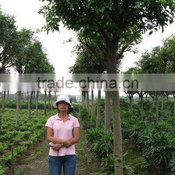 Ficus Nitida landscaping trees for outdoor