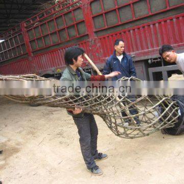 Lagerstroemia Indica Tree Different Shape Downloading photo-3