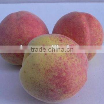 3 Realistic Artificial Peaches Fake Faux Fruits for Home Decor