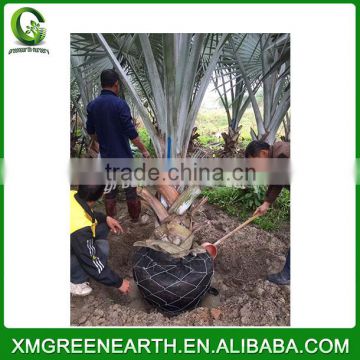 Bismarckia nobilis palms trunk 1-1.2m (1)