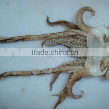 Whole Squid Tentacles