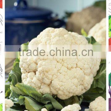 Organic Green Vegetables Fresh Cauliflower From China photo-5