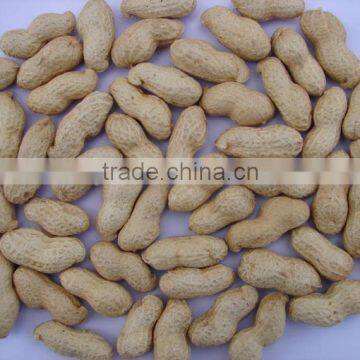Roasted Peanuts in Shell From China Size 11/13