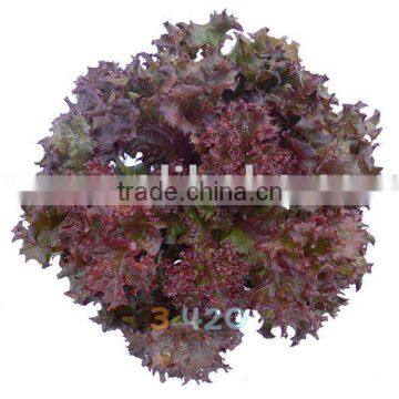 Lettuce - Red Coral