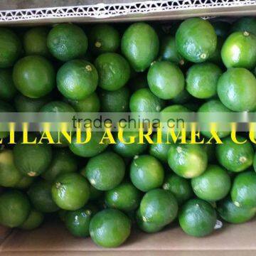 VIETNAM GOOD QUALITY SEEDLESS LIME/LEMON