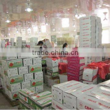 Chines Bulk Fresh Carrots Fresh Carrot Price photo-4