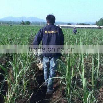 new machine in agriculture flax plantation uses of hand held tractor