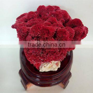 2015 best sale Coral fossil for home decoration