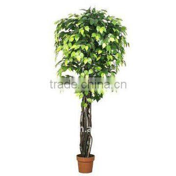 Artificial green ficus