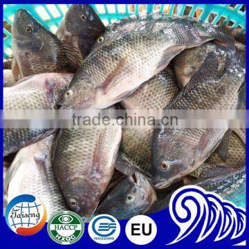 Whole Round Black Tilapia 200-300 Gram