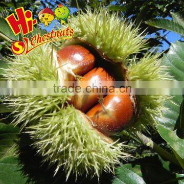 Bulk Fresh Chestnut chinese food wholesale frozen raw food